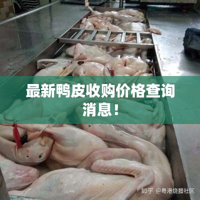 最新鸭皮收购价格查询消息！