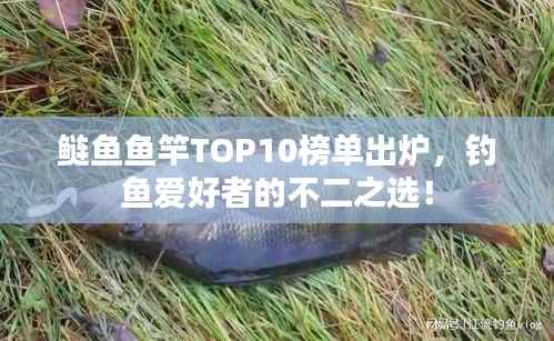 鲢鱼鱼竿TOP10榜单出炉，钓鱼爱好者的不二之选！
