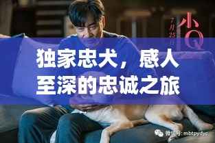 独家忠犬，感人至深的忠诚之旅，在线深情观看体验