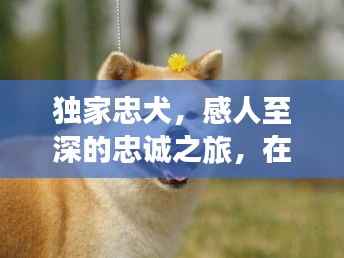 独家忠犬,感人至深的忠诚之旅,在线深情观看体验