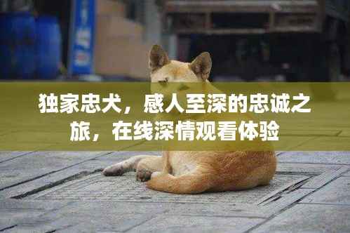 独家忠犬,感人至深的忠诚之旅,在线深情观看体验
