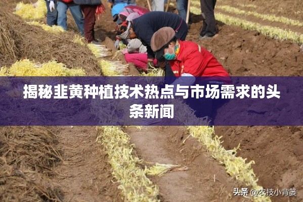 揭秘韭黄种植技术热点与市场需求的头条新闻