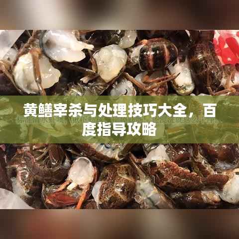 黄鳝宰杀与处理技巧大全,百度指导攻略