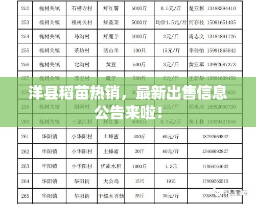 洋县稻苗热销，最新出售信息公告来啦！