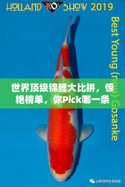 世界顶级锦鲤大比拼,惊艳榜单,你Pick哪一条?