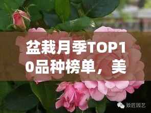 盆栽月季TOP10品种榜单,美丽排名大揭秘!