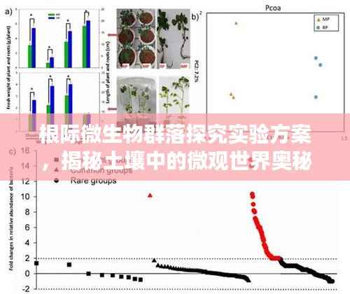 根际微生物群落探究实验方案，揭秘土壤中的微观世界奥秘