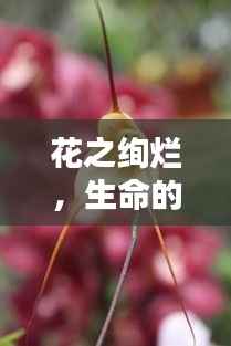 花之绚烂，生命的绽放与多元表达的艺术