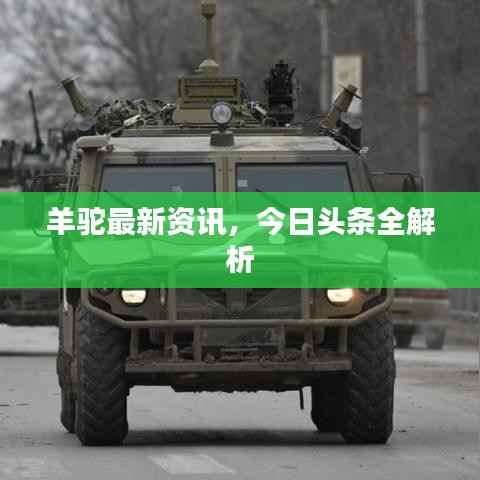 羊驼最新资讯，今日头条全解析