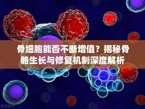 骨细胞能否不断增值?揭秘骨骼生长与修复机制深度解析