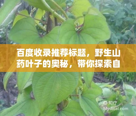 百度收录推荐标题，野生山药叶子的奥秘，带你探索自然之美！