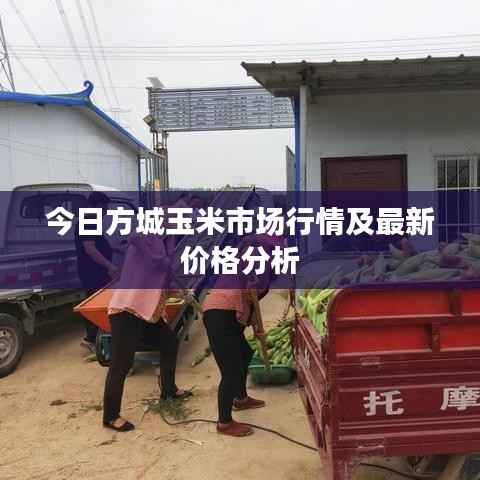 今日方城玉米市场行情及最新价格分析