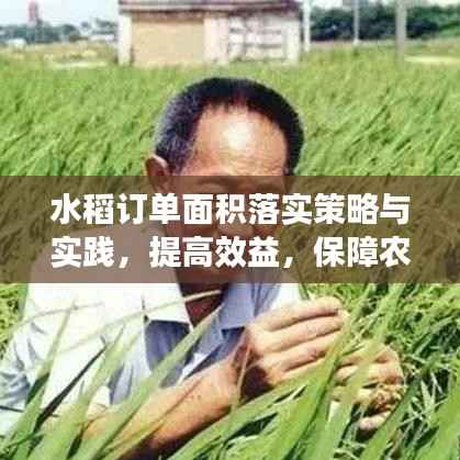 水稻订单面积落实策略与实践，提高效益，保障农户收益