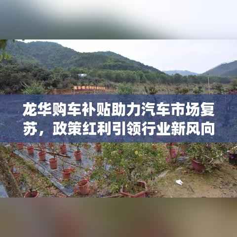 龙华购车补贴助力汽车市场复苏,政策红利引领行业新风向