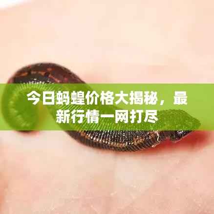 今日蚂蝗价格大揭秘,最新行情一网打尽